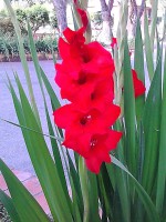 /album/galleria-fotografica/red-flover-jpg/